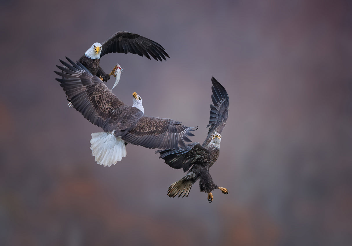 Eagle family Poster och Canvastavla