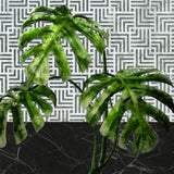 Monstera Leaves on Tiled Wall Poster och Canvastavla
