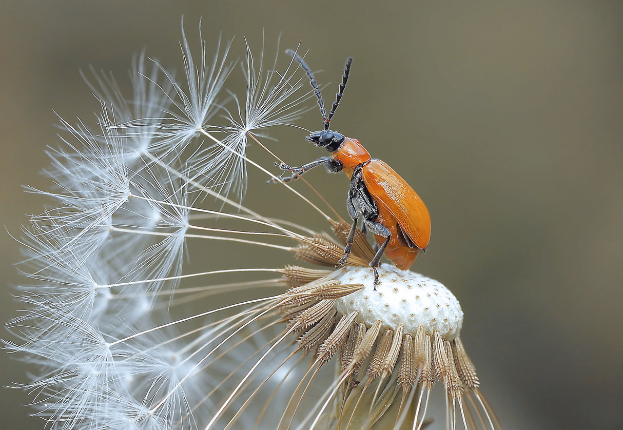 The pilot of achenes... Poster och Canvastavla