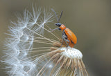 The pilot of achenes... Poster och Canvastavla