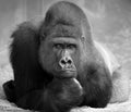 THE THINKER Poster och Canvastavla
