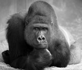 THE THINKER Poster och Canvastavla