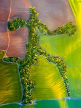 The run away trees Poster och Canvastavla