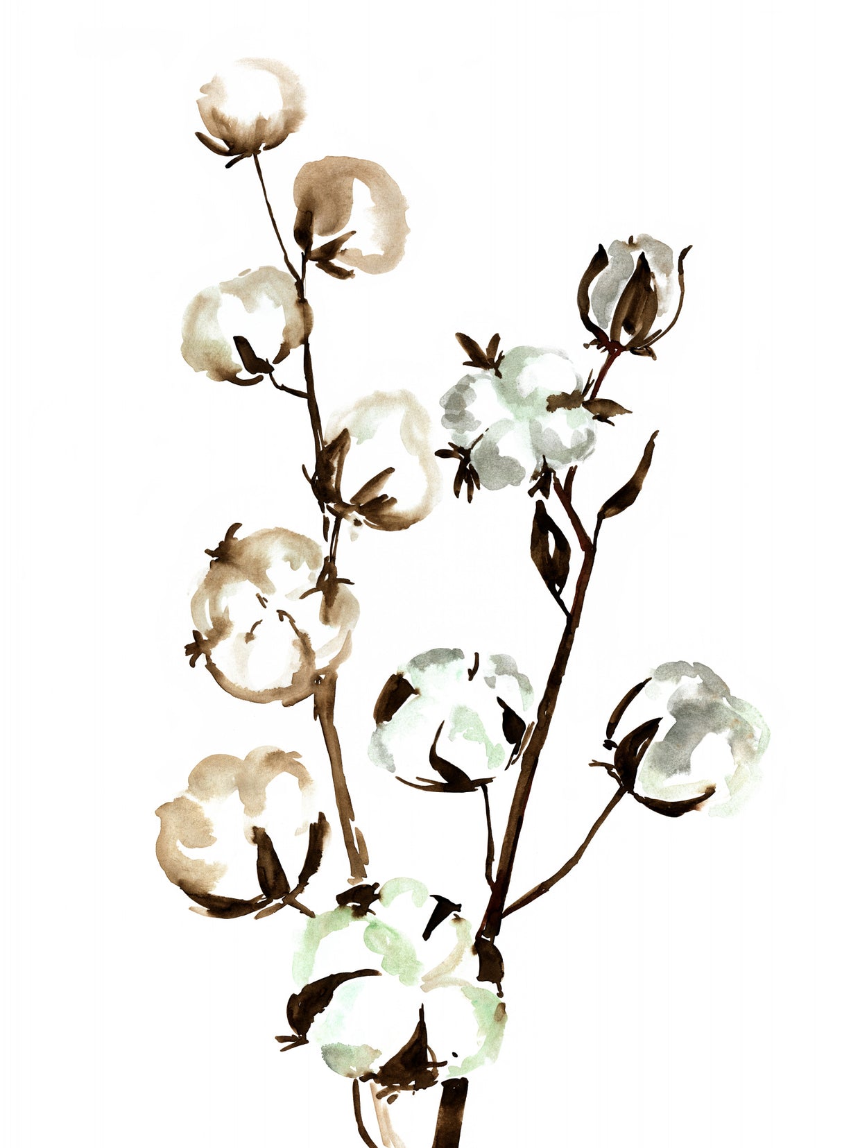 Watercolor cotton branch II Poster och Canvastavla