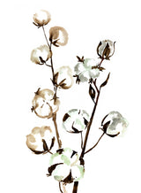 Watercolor cotton branch II Poster och Canvastavla