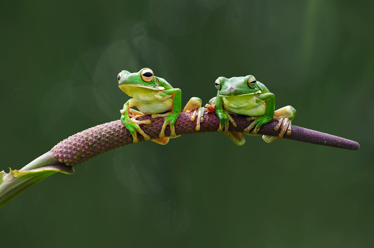 Two Green Frog Poster och Canvastavla