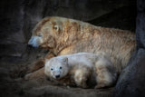 HER CUTENESS, the afternoon nap Poster och Canvastavla