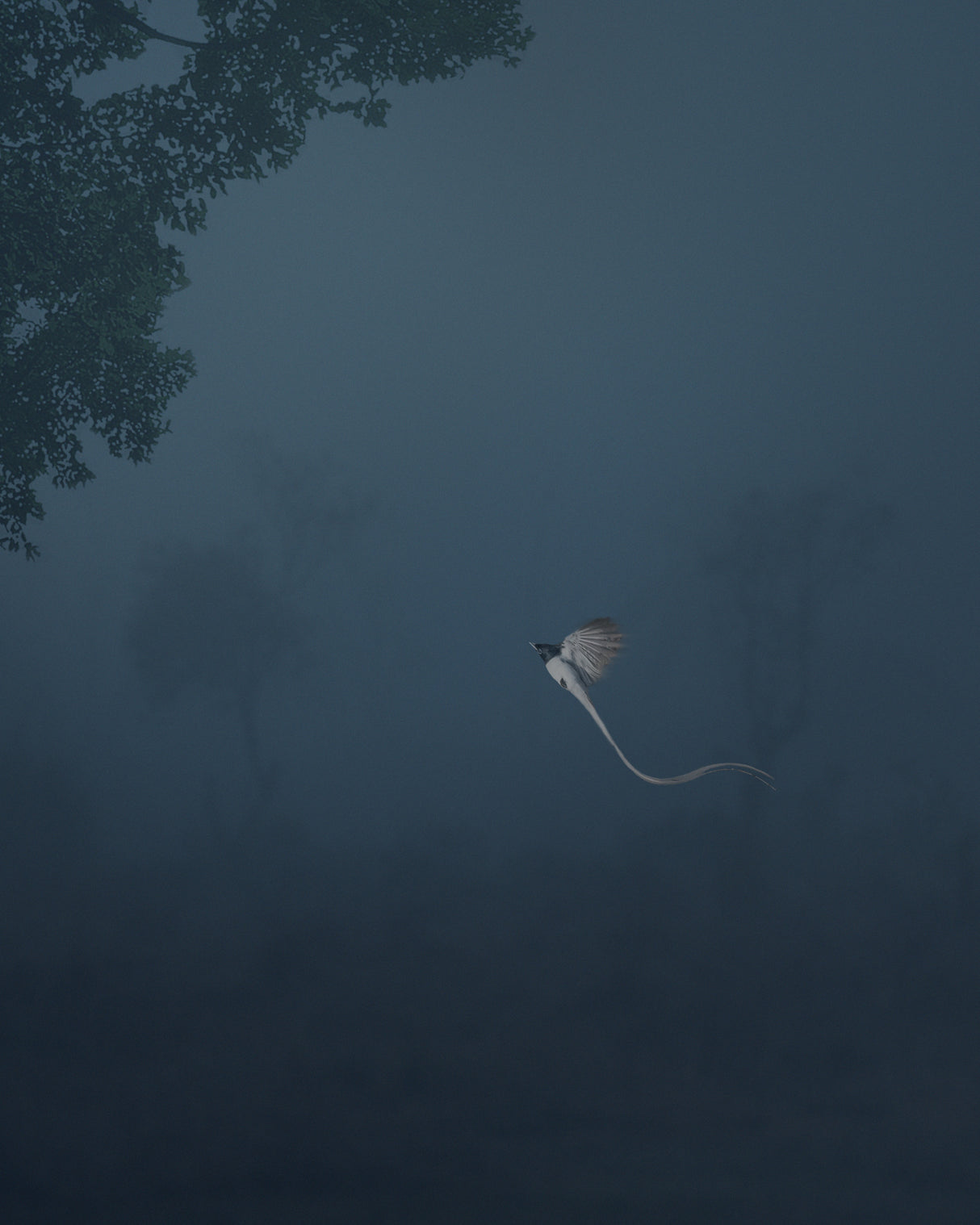 Paradise Flycatcher Poster och Canvastavla