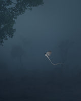 Paradise Flycatcher Poster och Canvastavla