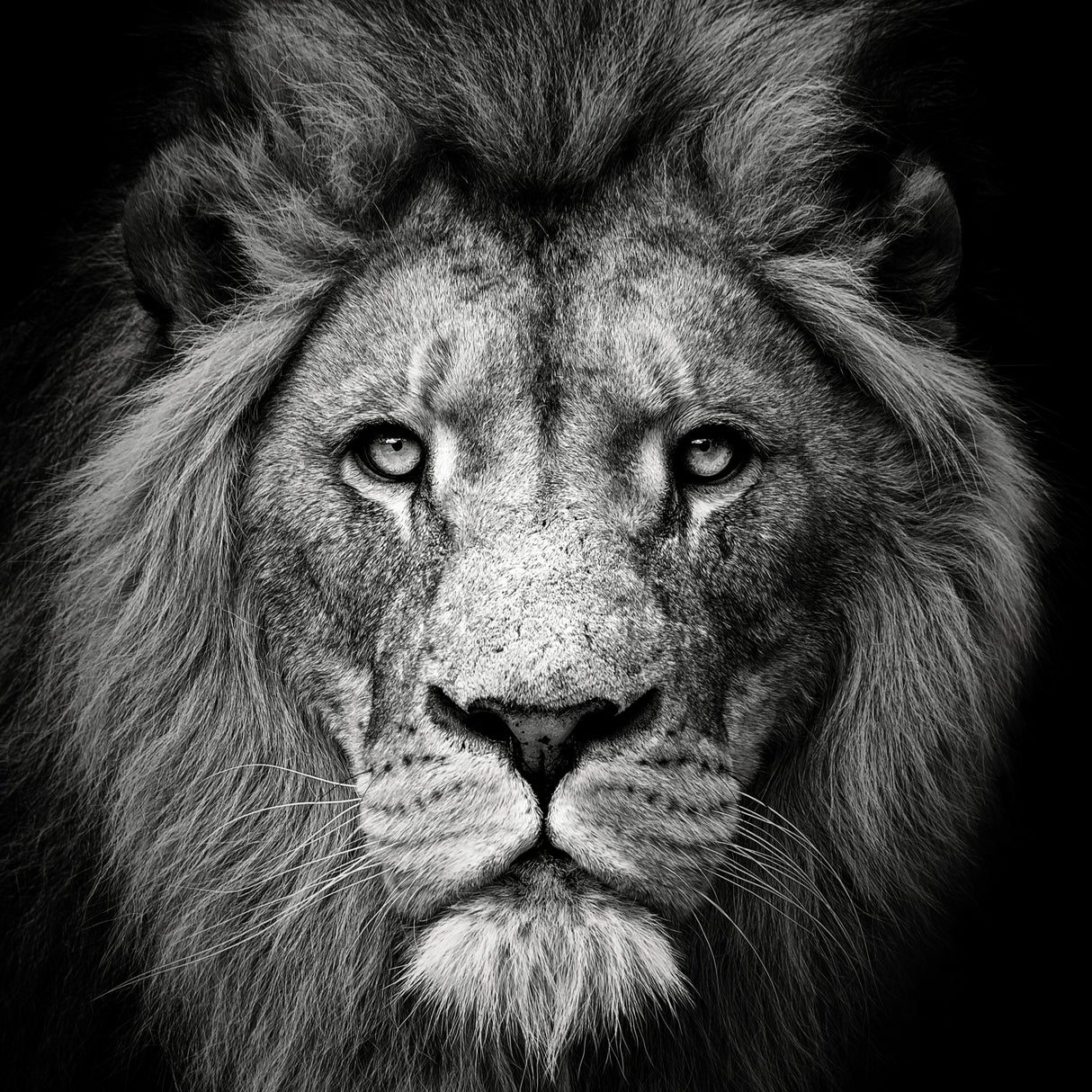 Stare Me Down #3 Poster och Canvastavla