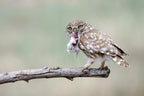 Little Owl Poster och Canvastavla