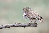 Little Owl Poster och Canvastavla