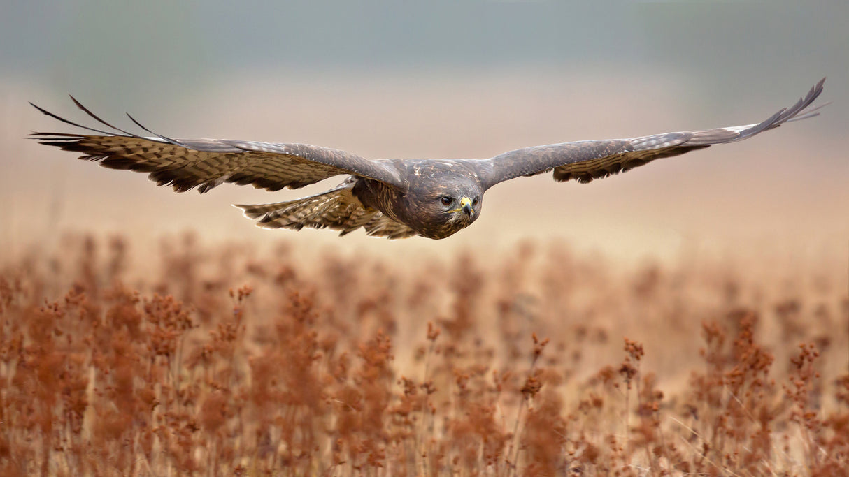 Common Buzzard Poster och Canvastavla