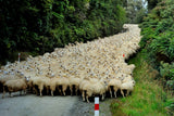 Sheep River Poster och Canvastavla