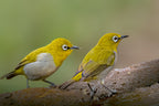 Oriental White Eye Poster och Canvastavla