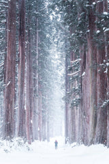 Snow magic Poster och Canvastavla