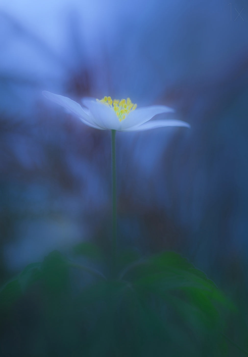 Wood anemone Poster och Canvastavla