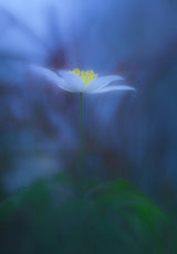 Wood anemone Poster och Canvastavla