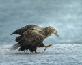 white-tailed Eagle with prey Poster och Canvastavla