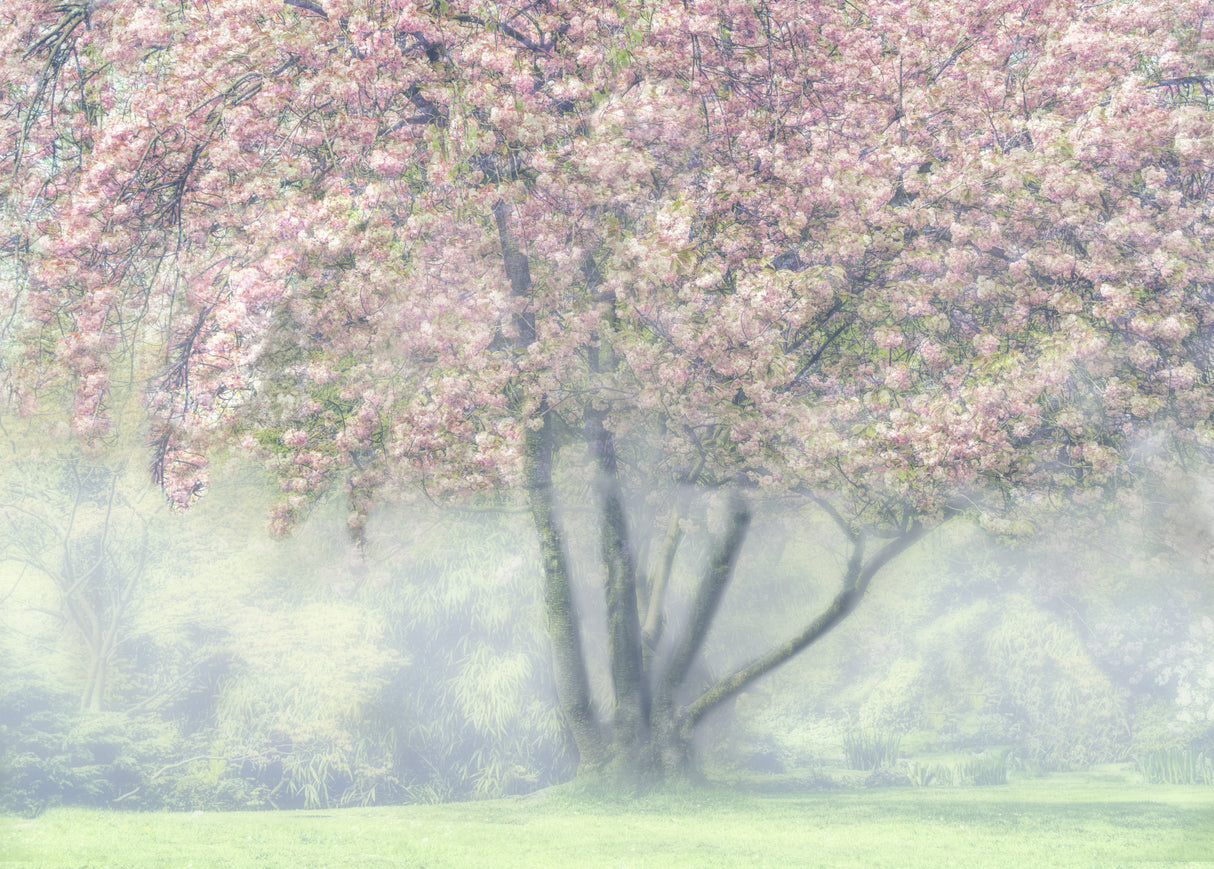 Foggy Cherry Blossom Poster och Canvastavla