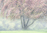 Foggy Cherry Blossom Poster och Canvastavla