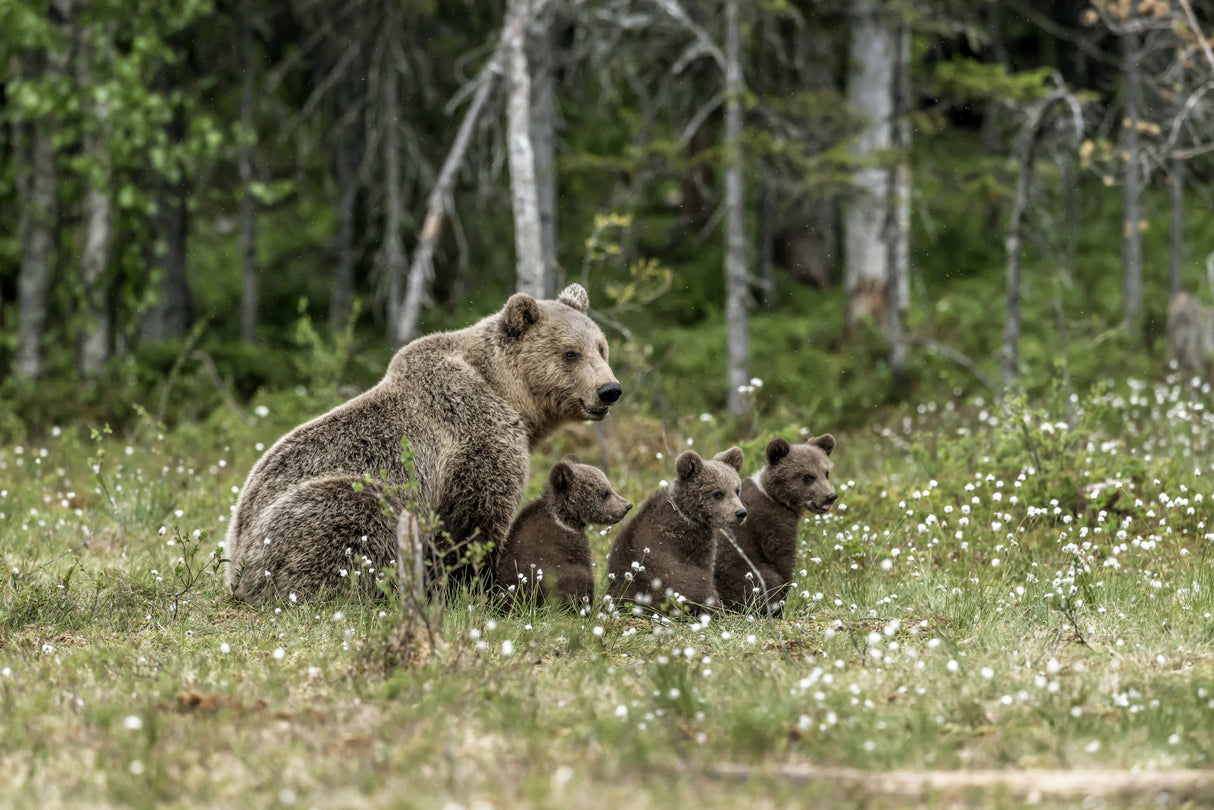 Family bears Poster och Canvastavla