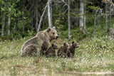 Family bears Poster och Canvastavla