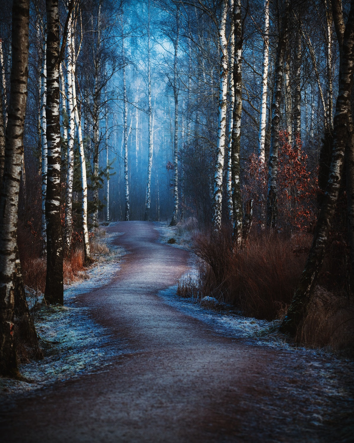 The beauty path Poster och Canvastavla