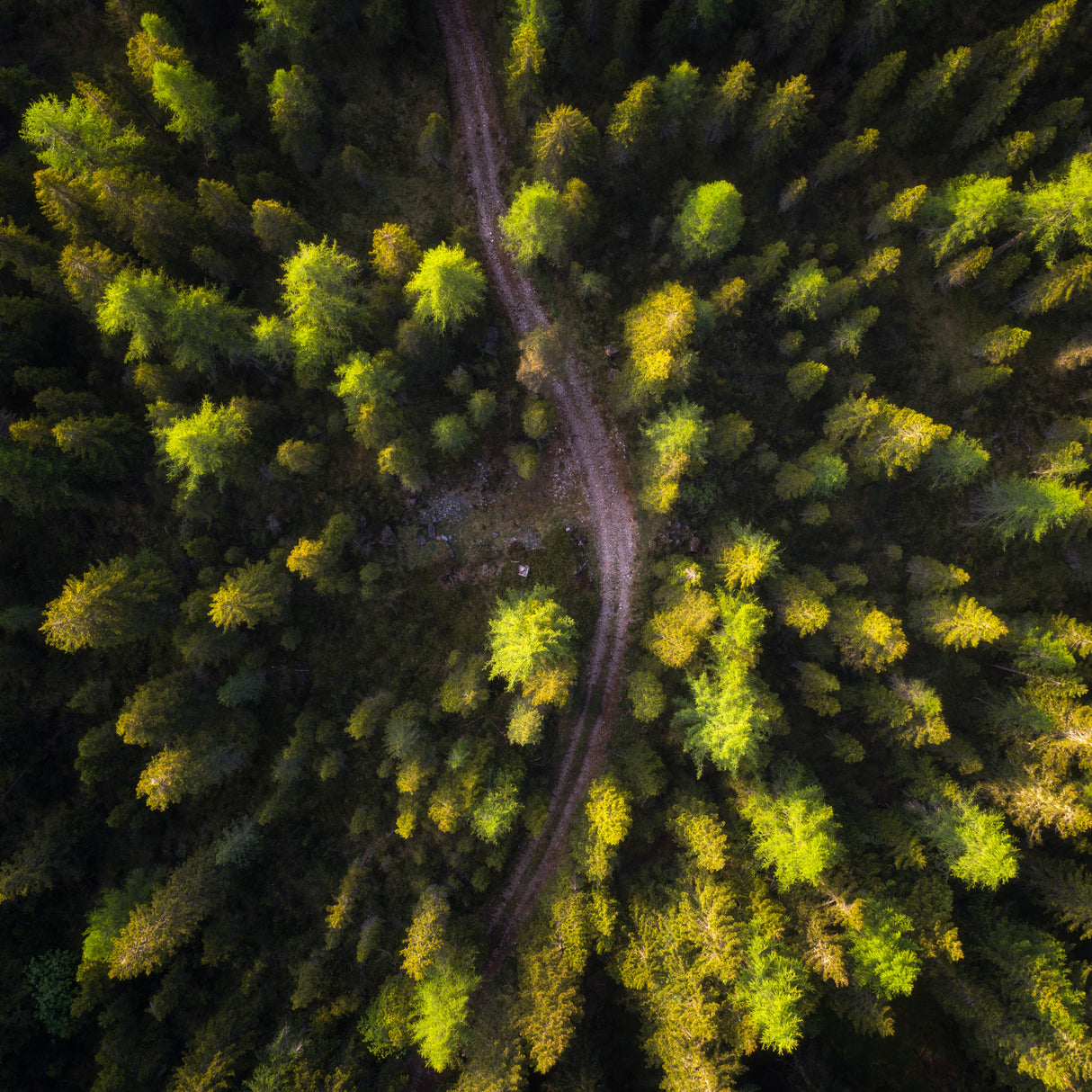 Abstract Forest View Poster och Canvastavla