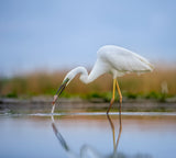 Great egret Poster och Canvastavla