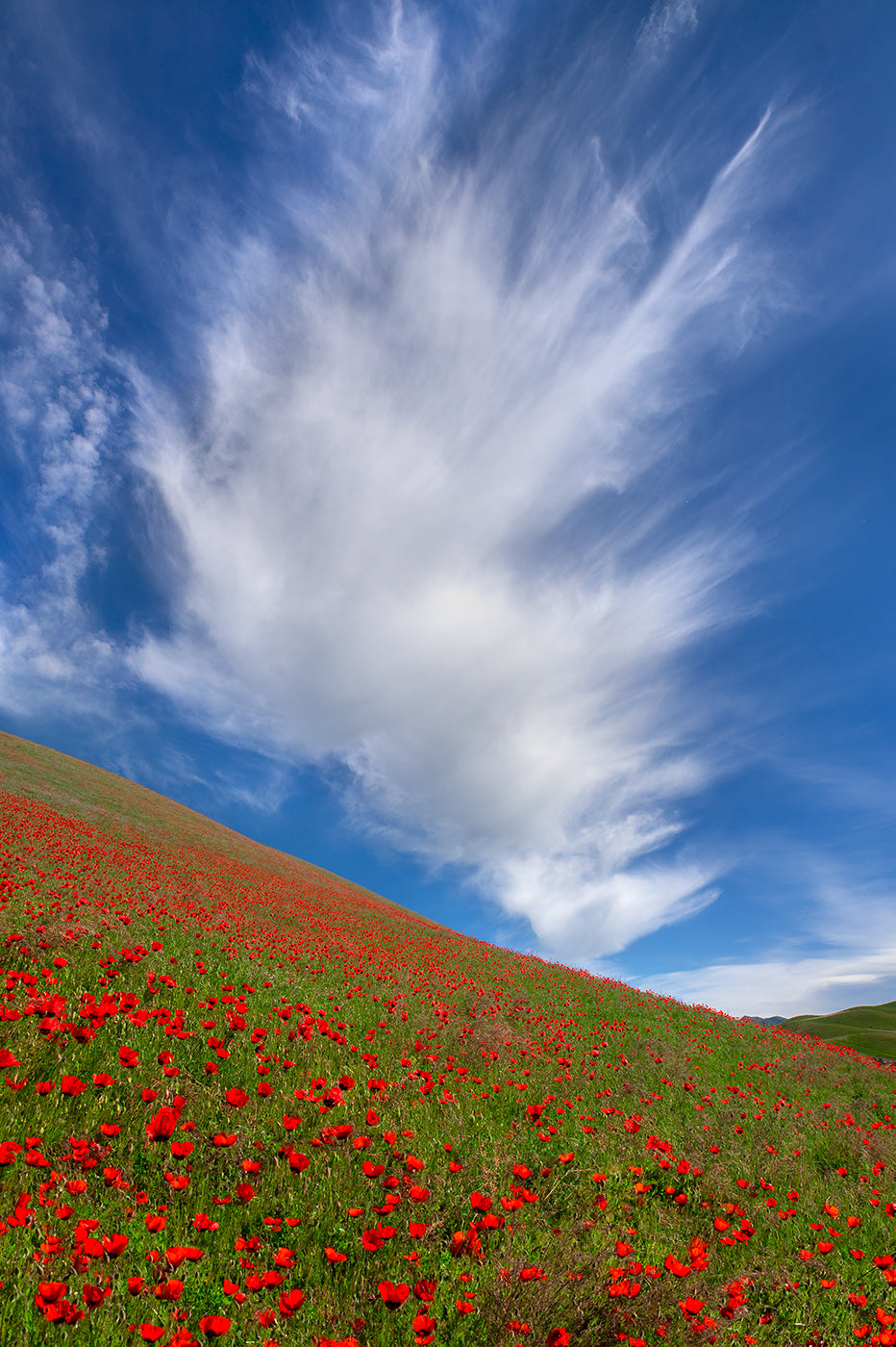 Red Poppies in Tianshan Poster och Canvastavla