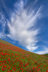 Red Poppies in Tianshan Poster och Canvastavla