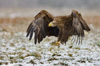 White-tailed eagle Poster och Canvastavla