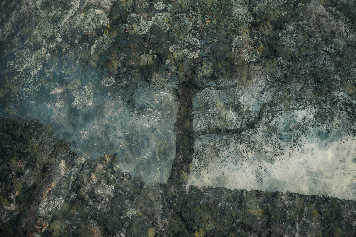 Rocks and a tree Poster och Canvastavla