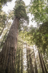 Redwoods Poster och Canvastavla