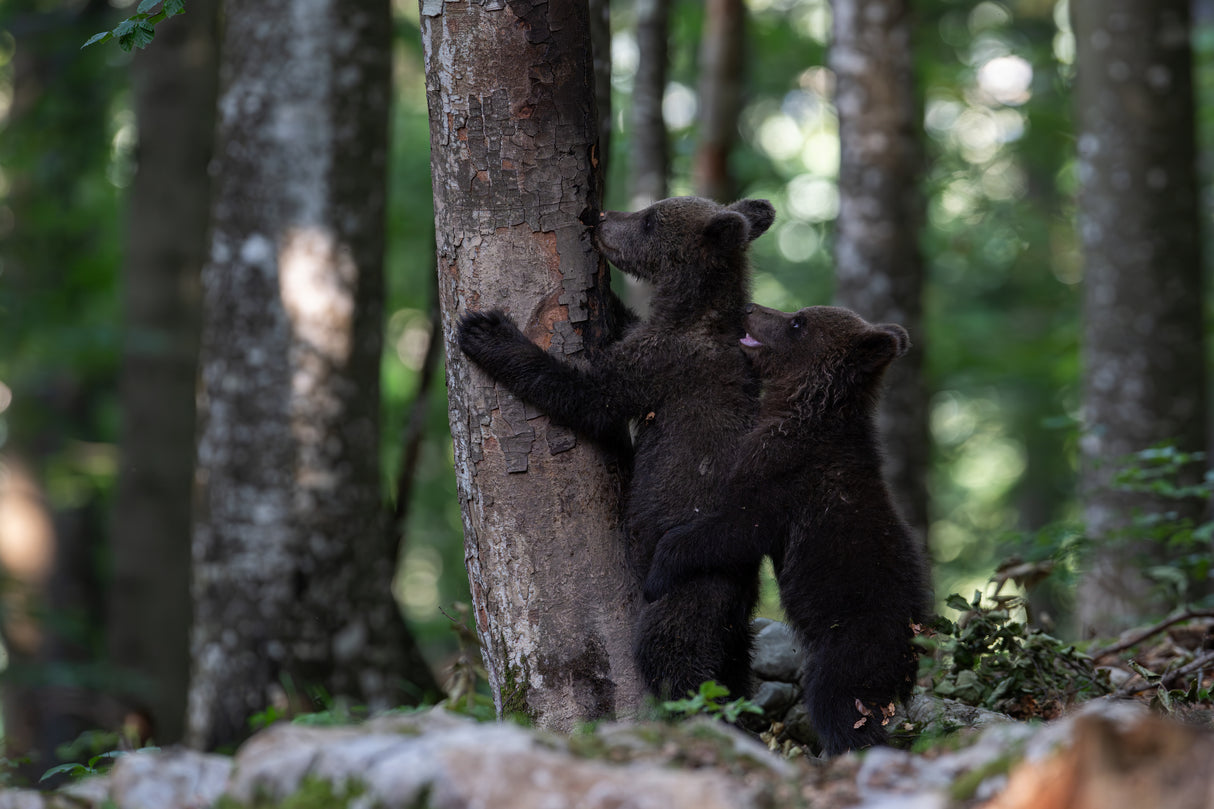 playing bear cubs 1 Poster och Canvastavla