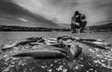 For fish Poster och Canvastavla