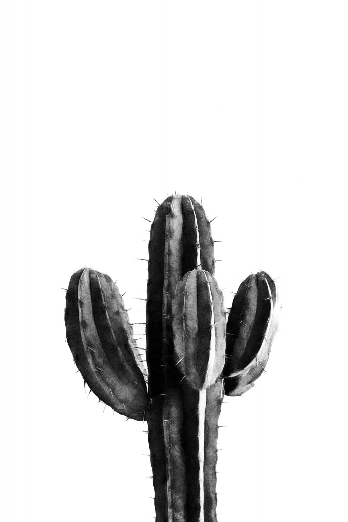 Cactus Black and White 03 Poster och Canvastavla