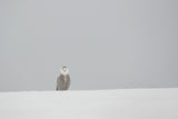 Feel lonely... Poster och Canvastavla