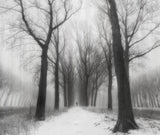 Old Autumn in the misty morn Poster och Canvastavla
