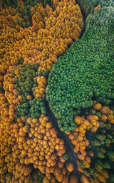 A winding forest road Poster och Canvastavla