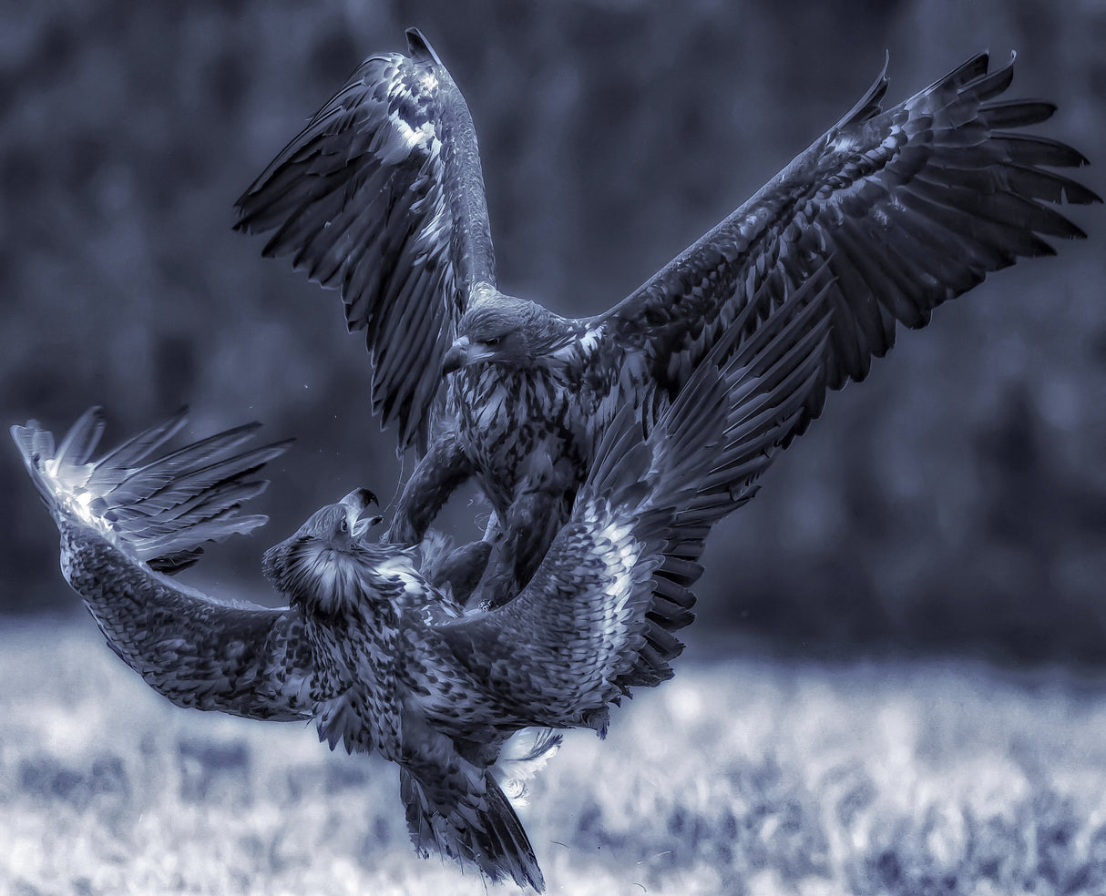 Eagle fights Poster och Canvastavla