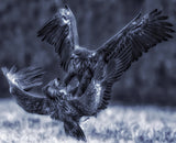 Eagle fights Poster och Canvastavla