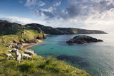 Irish Coast Poster och Canvastavla
