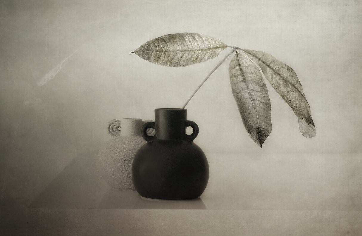 Three leaves Poster och Canvastavla