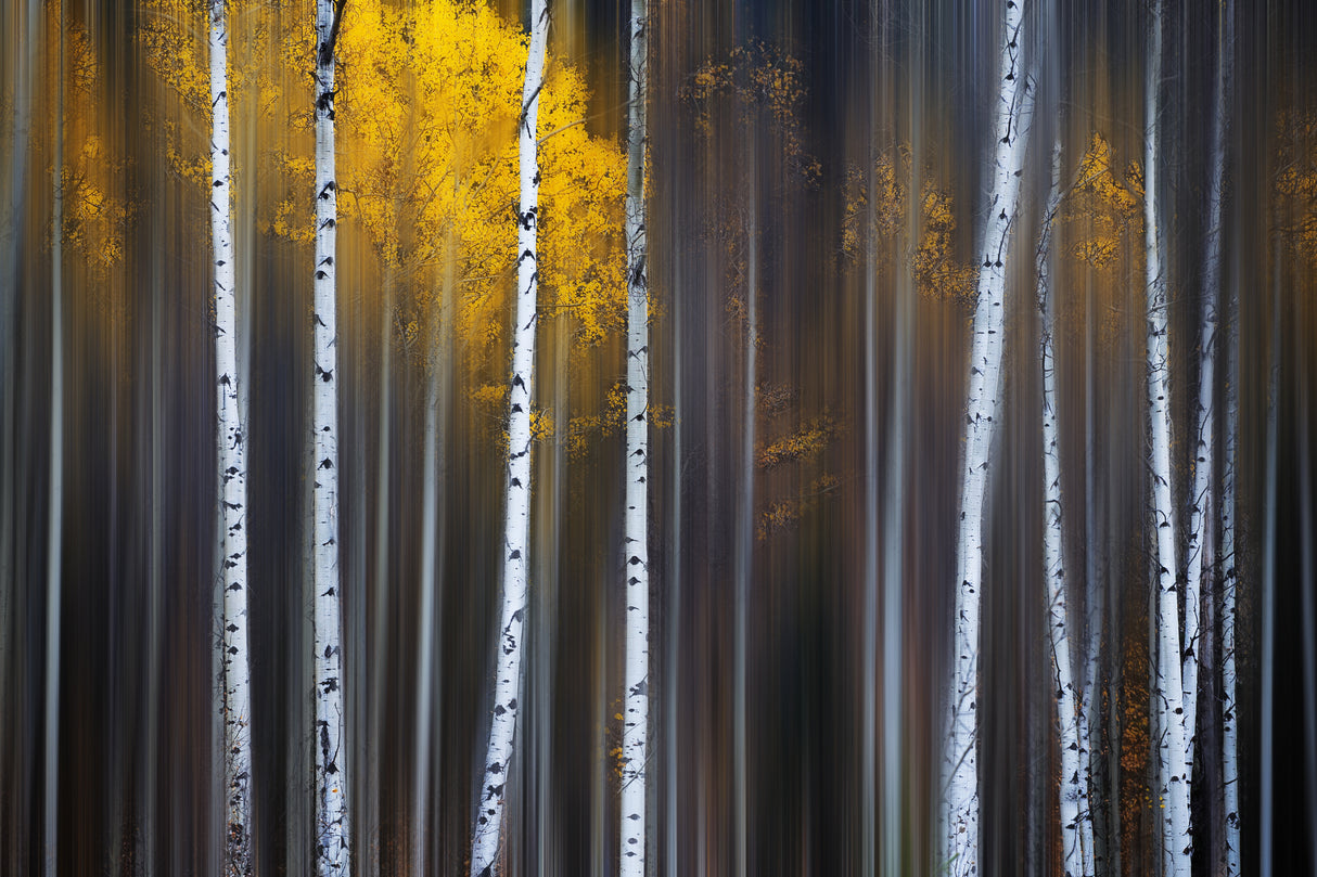 Curtain of Fall Poster och Canvastavla