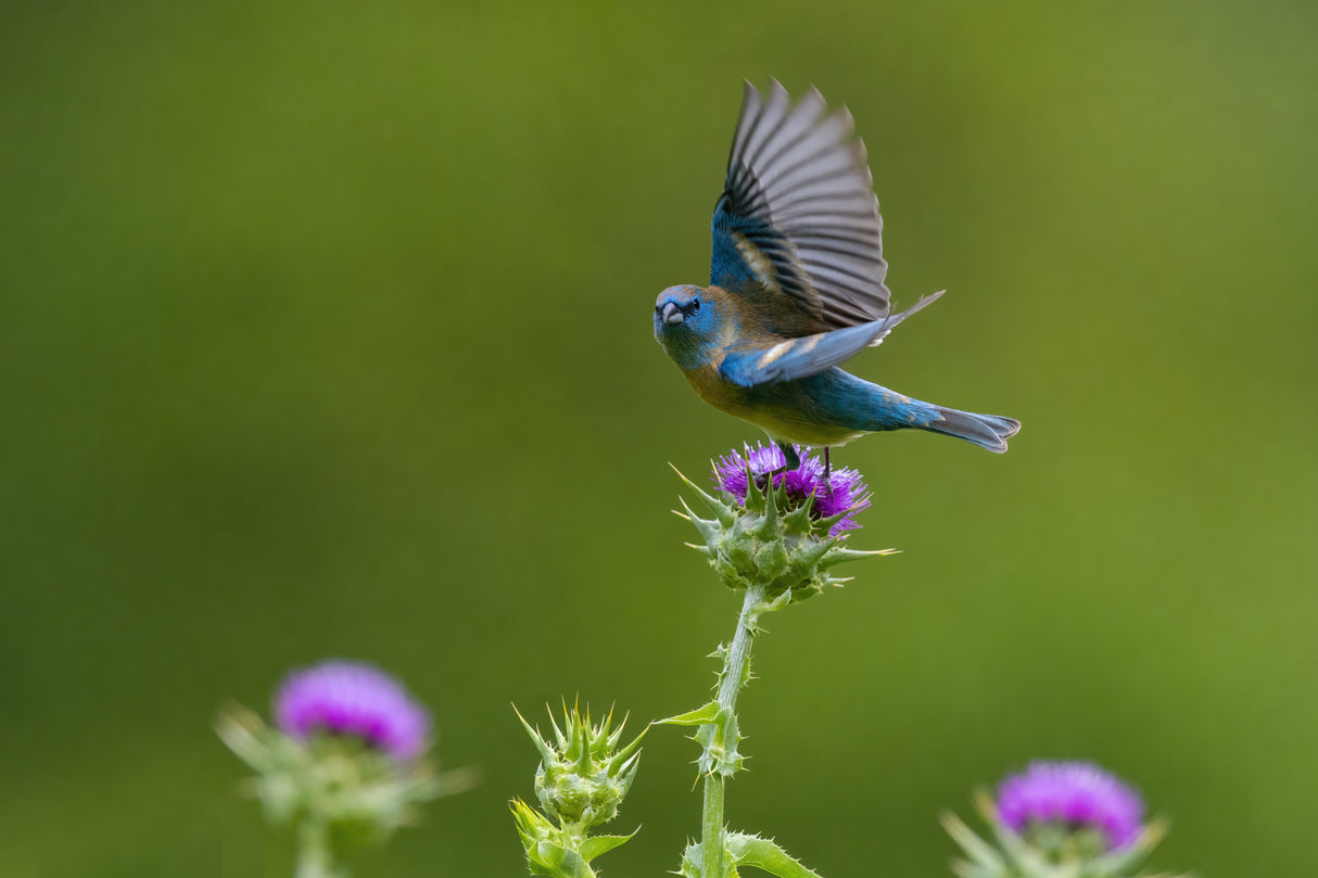 Lazuli Bunting_3 Poster och Canvastavla