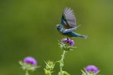 Lazuli Bunting_3 Poster och Canvastavla