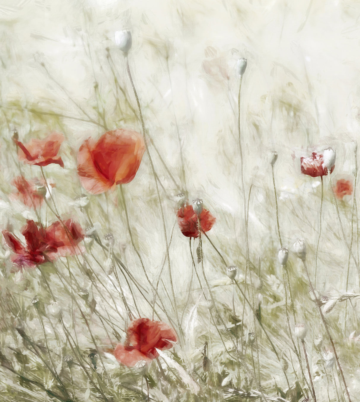 Corn Rose Poster och Canvastavla