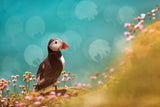 Atlantic puffin (Fratercula arctica) Poster och Canvastavla